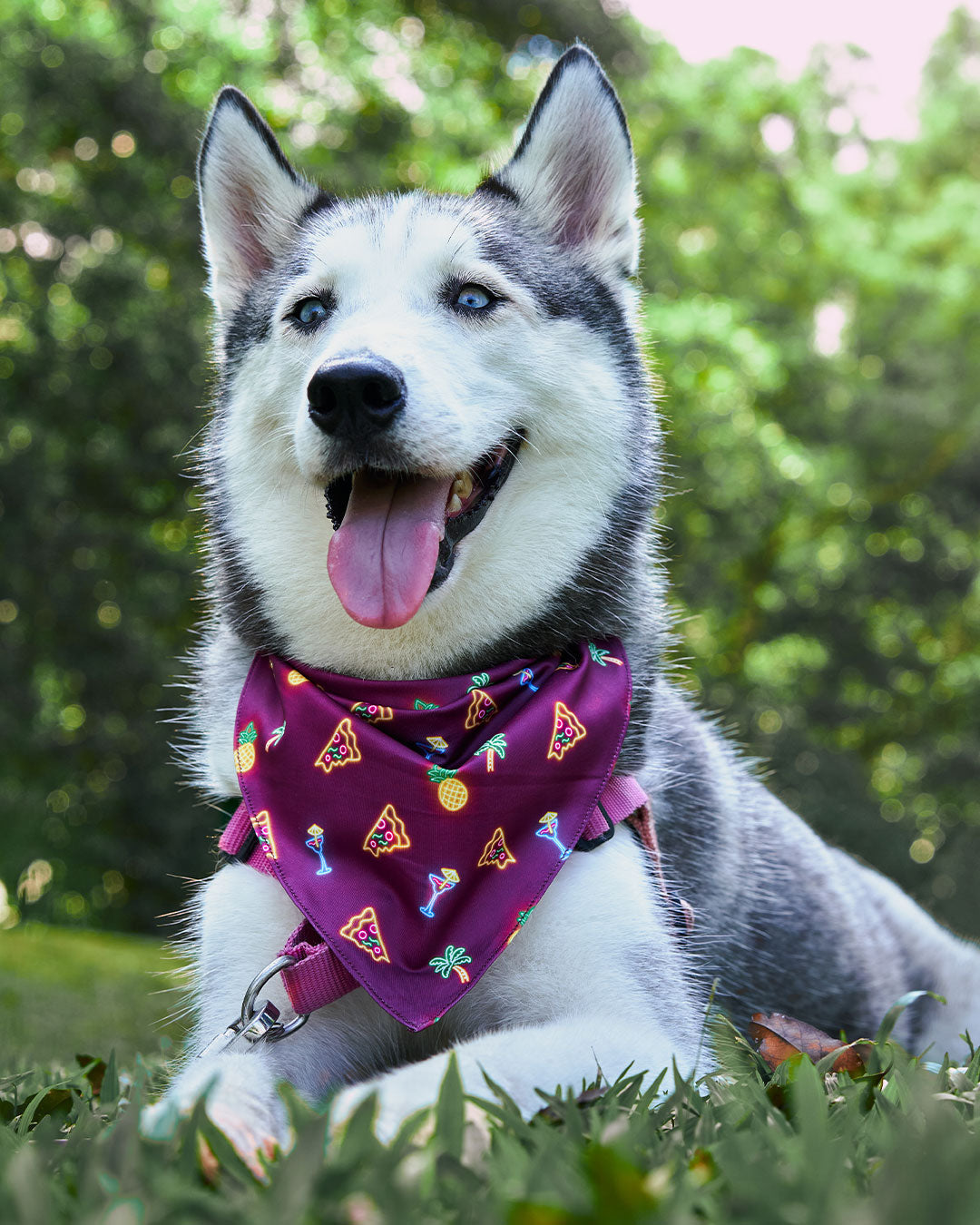 Dog deals bandana scarf